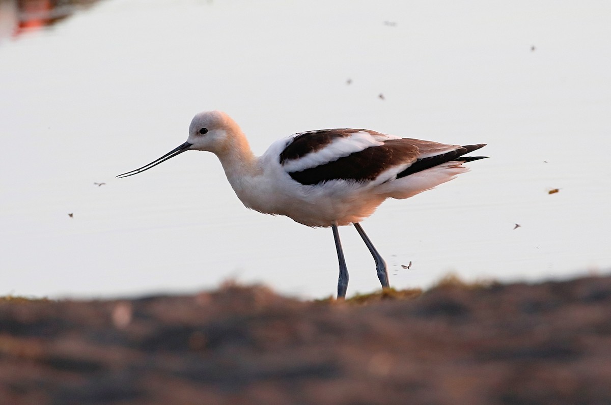 American Avocet - ML623366349