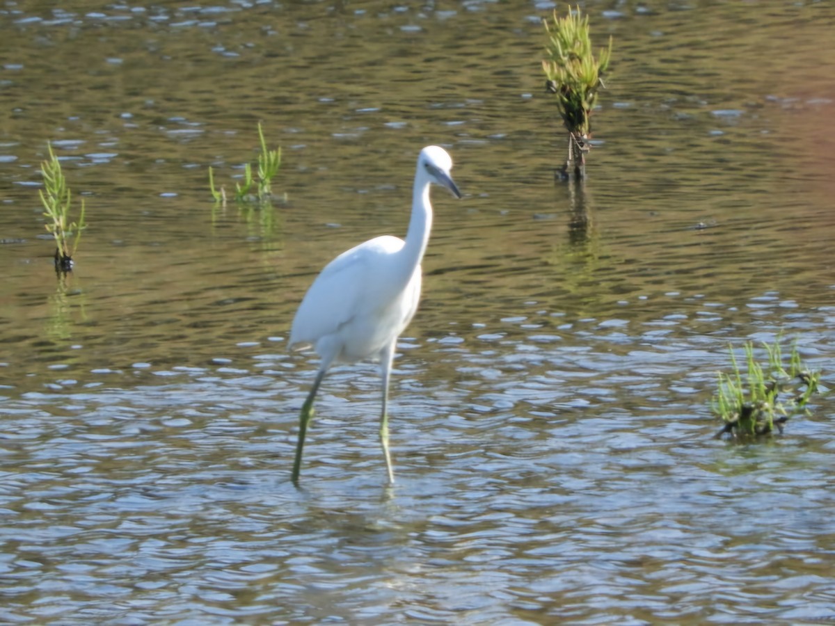 Little Blue Heron - ML623366492