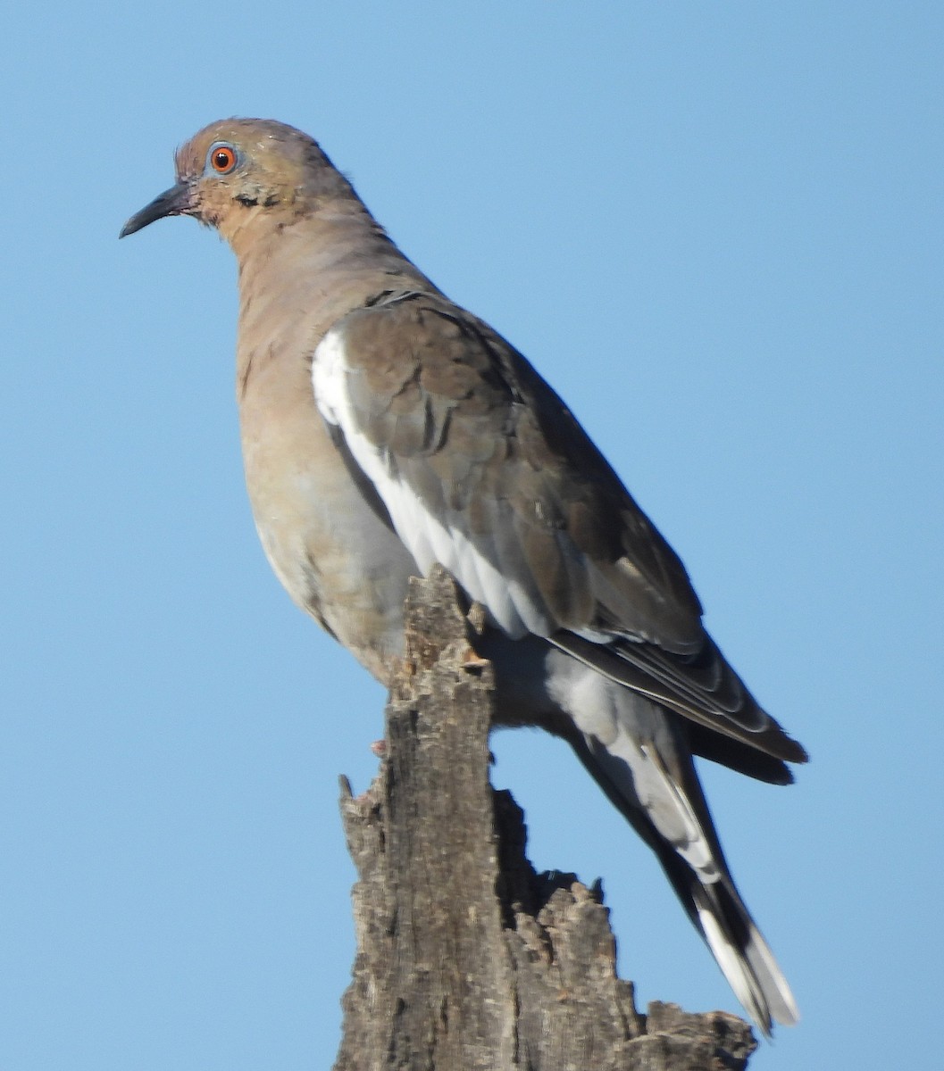 White-winged Dove - ML623366558