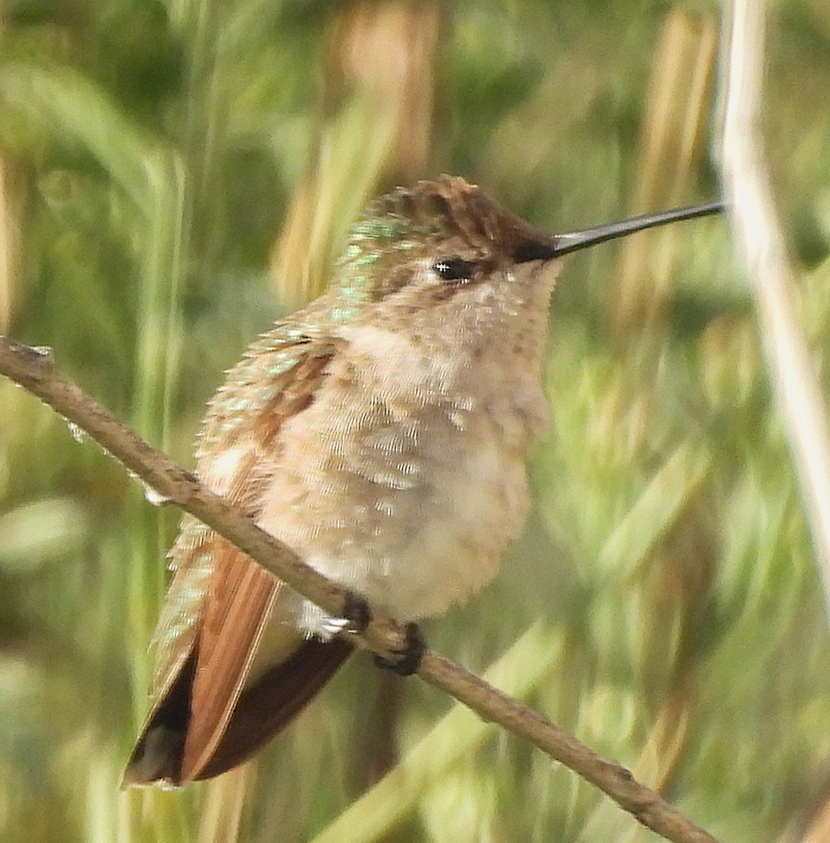 Black-chinned Hummingbird - ML623366567