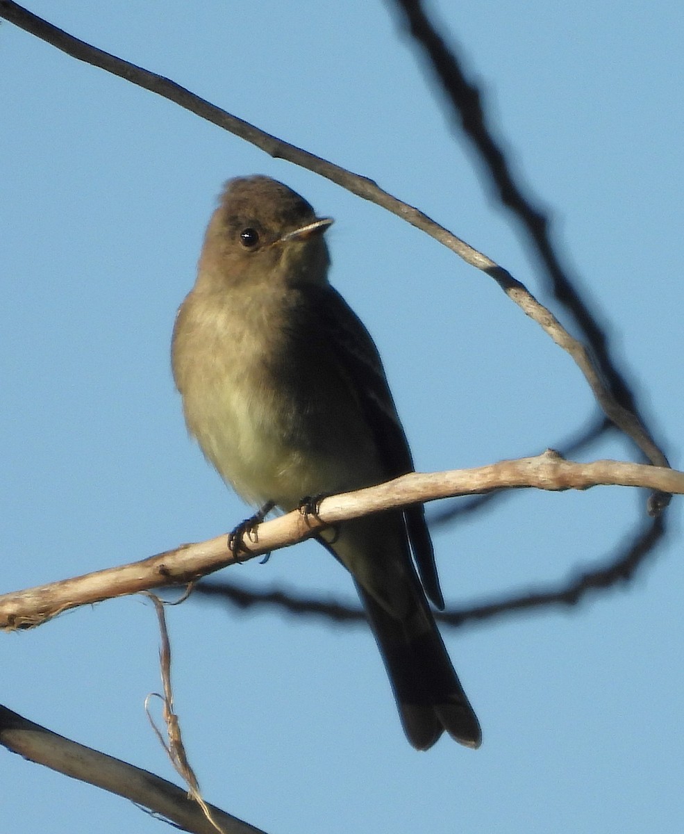 Western Wood-Pewee - ML623366574