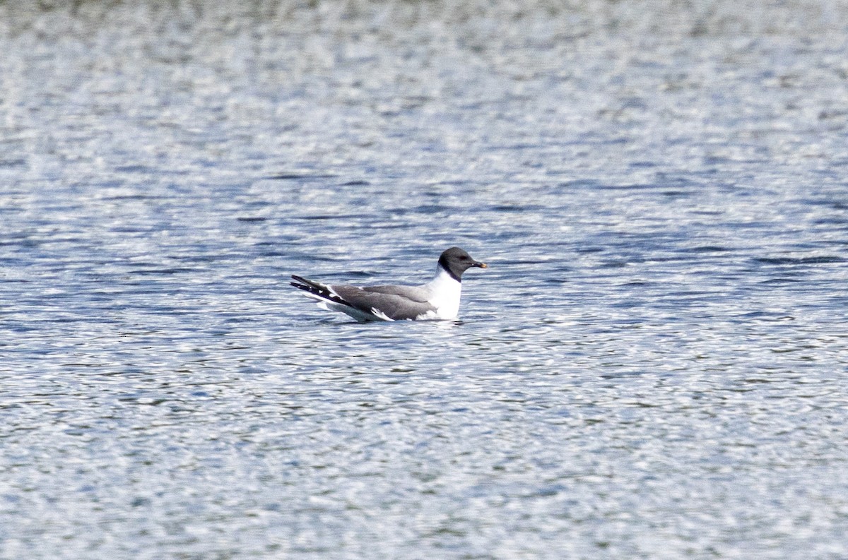 Sabine's Gull - Paul Leonard