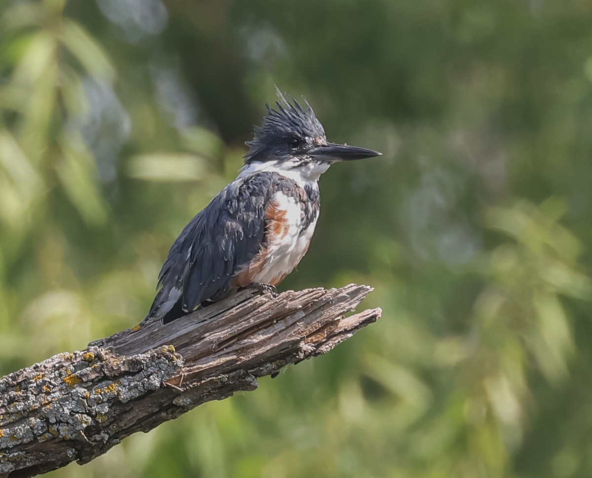 Belted Kingfisher - ML623366588