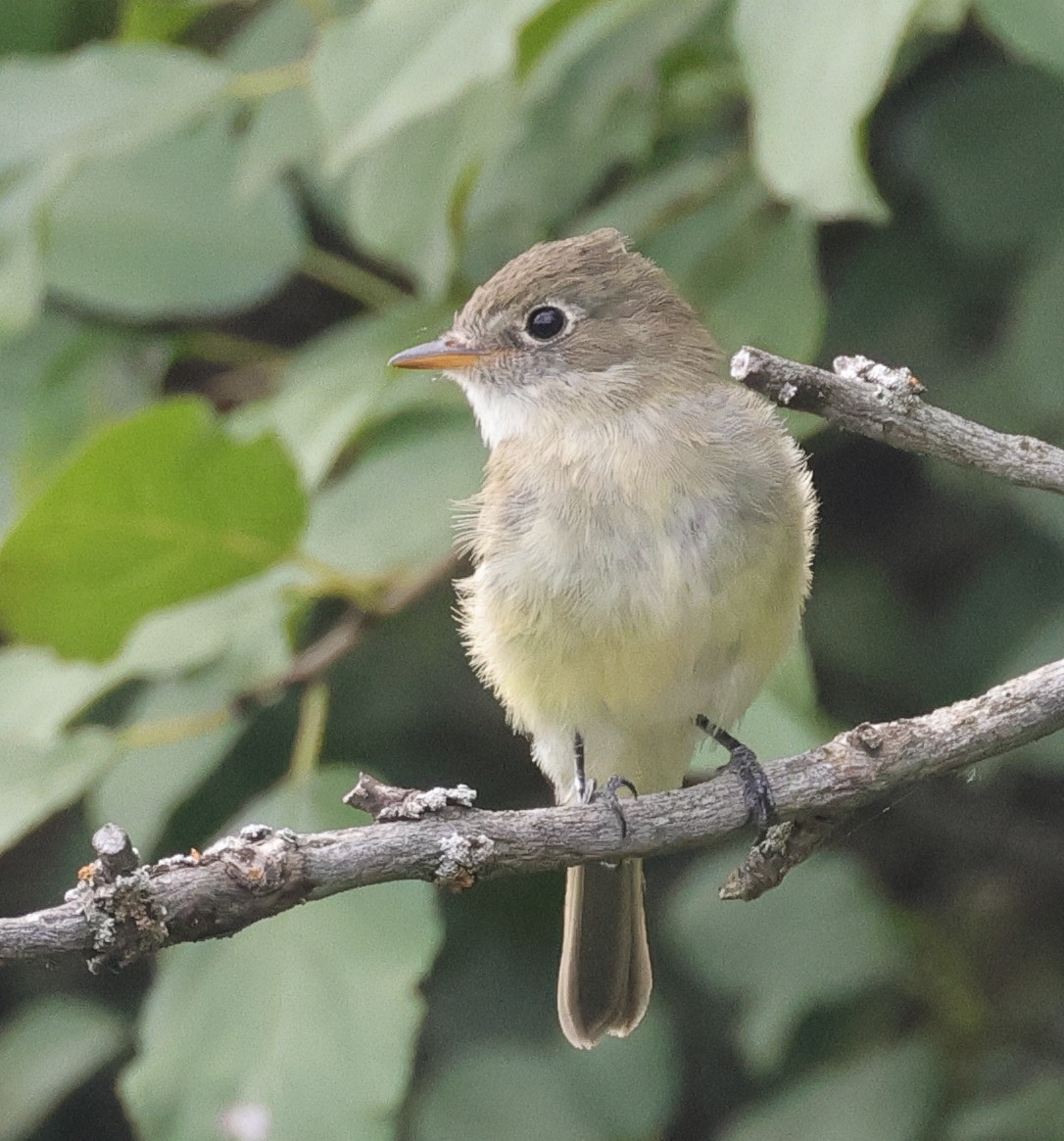 Least Flycatcher - ML623366600