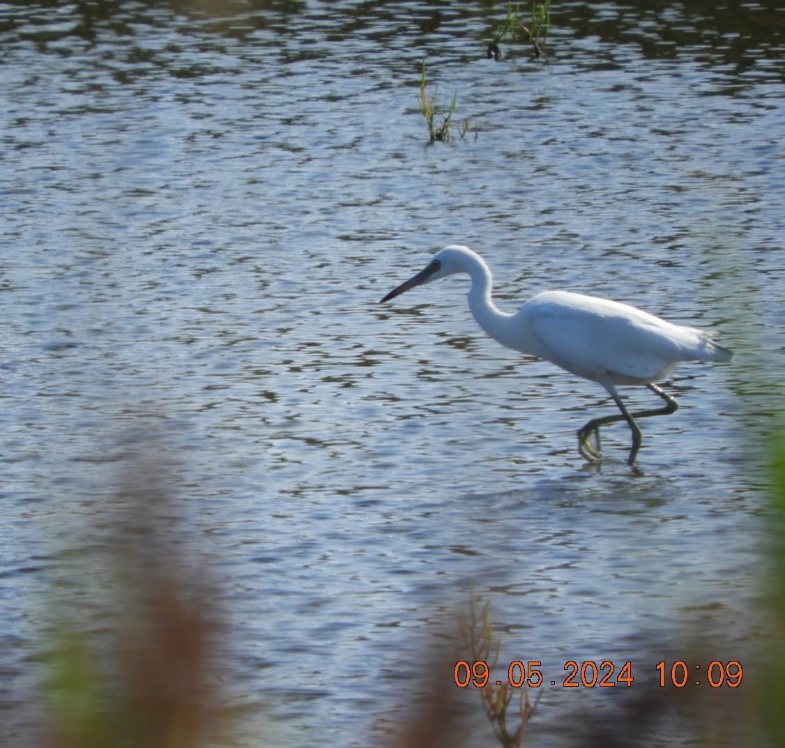 Little Blue Heron - ML623366603