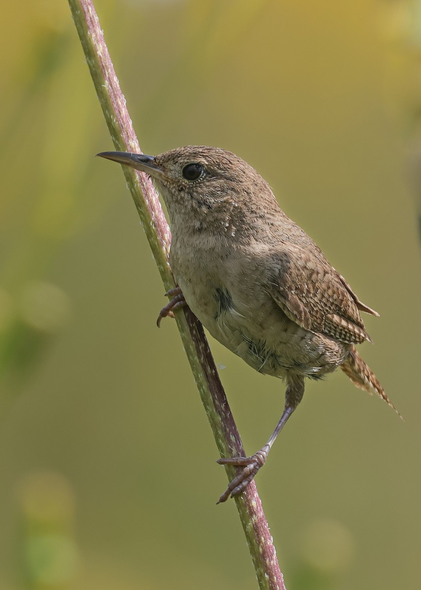 House Wren - ML623366606