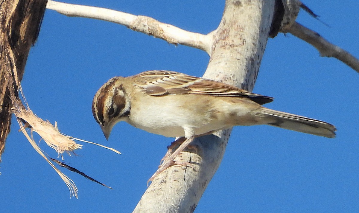 Lark Sparrow - Mark Romero