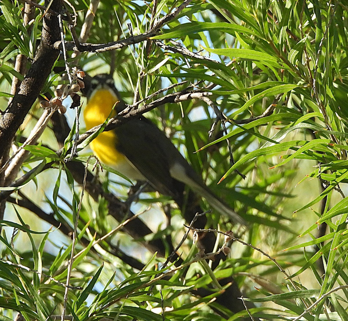 Yellow-breasted Chat - ML623366615