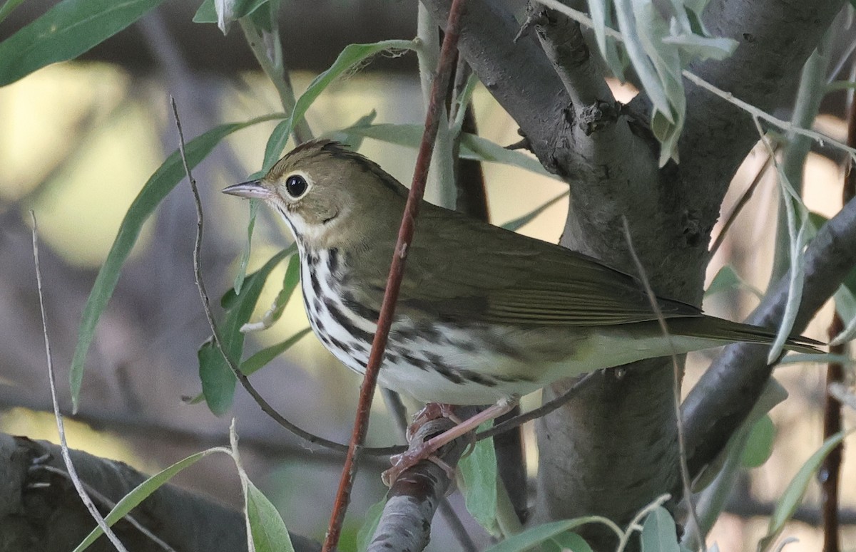 Ovenbird - ML623366620