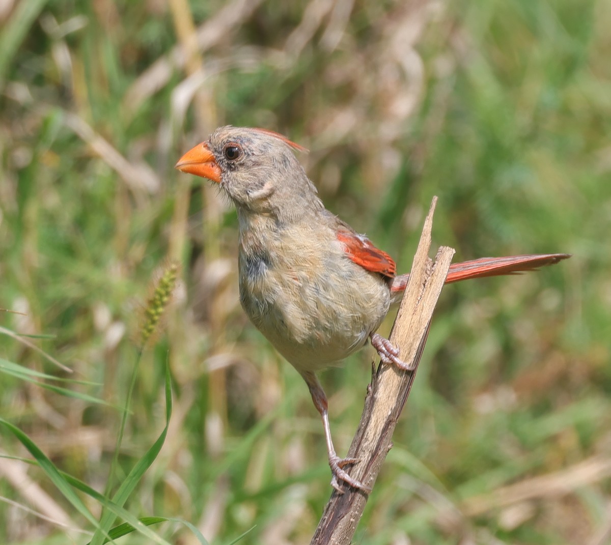 Northern Cardinal - ML623366632