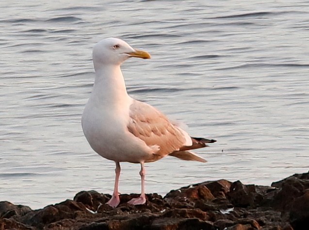 Herring Gull (American) - ML623366637