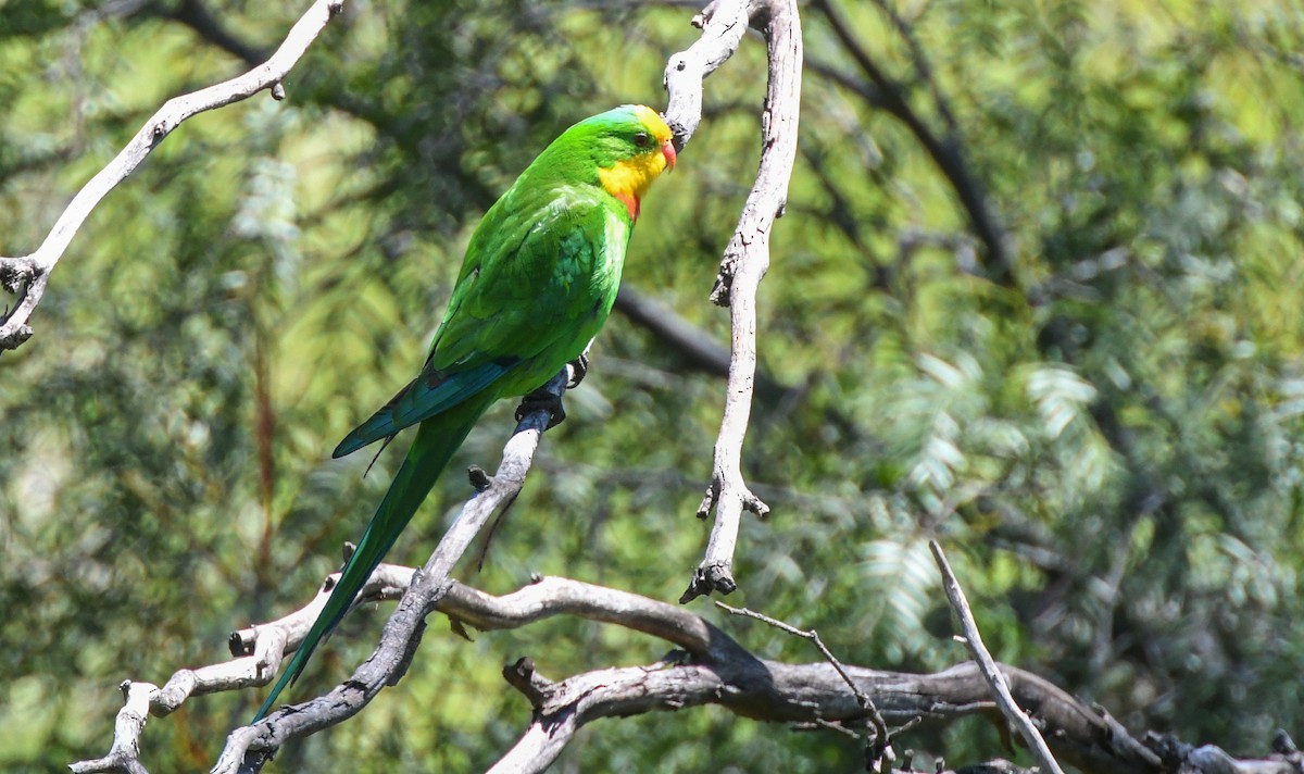 Superb Parrot - ML623366643