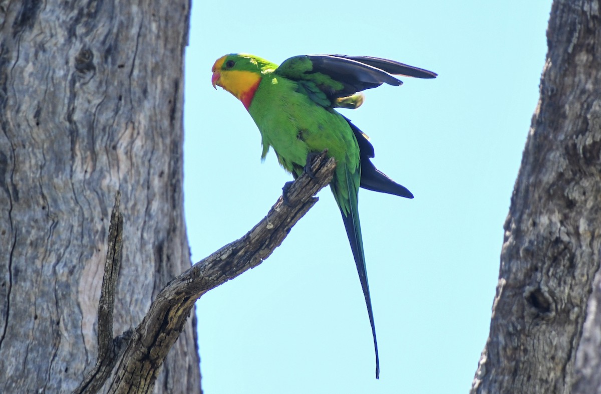 Superb Parrot - ML623366644