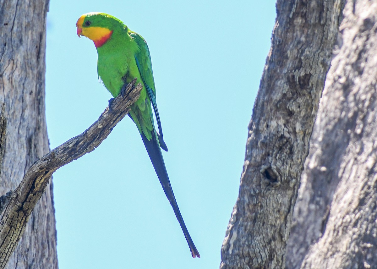 Superb Parrot - ML623366646