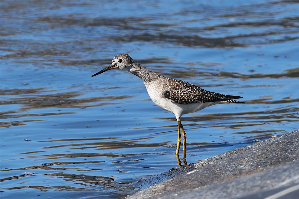 Lesser Yellowlegs - ML623366674