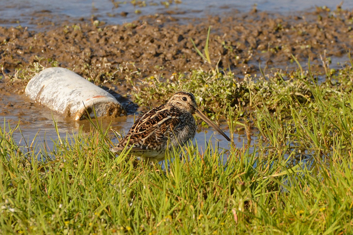 Magellanic Snipe - ML623366682