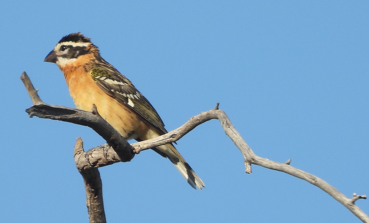 Black-headed Grosbeak - ML623366685