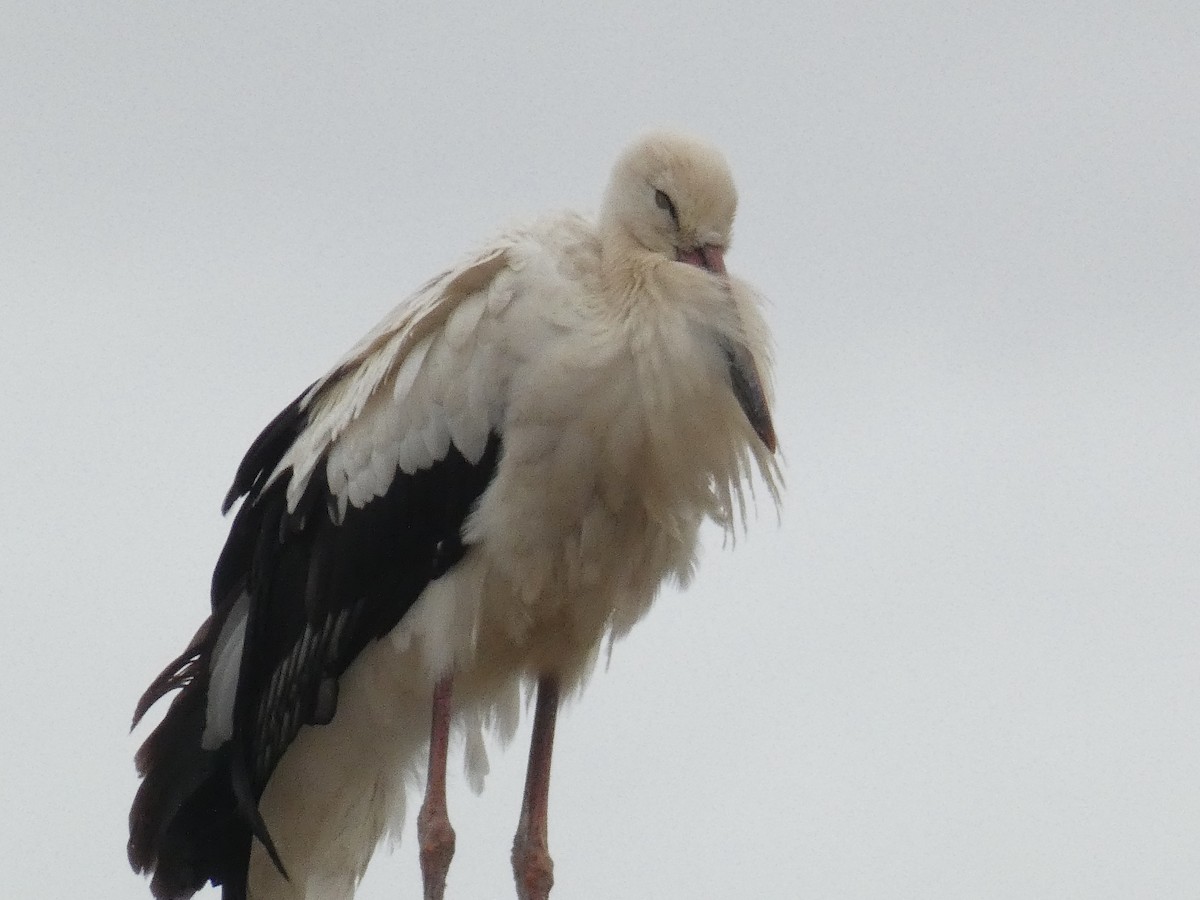 White Stork - ML623366697