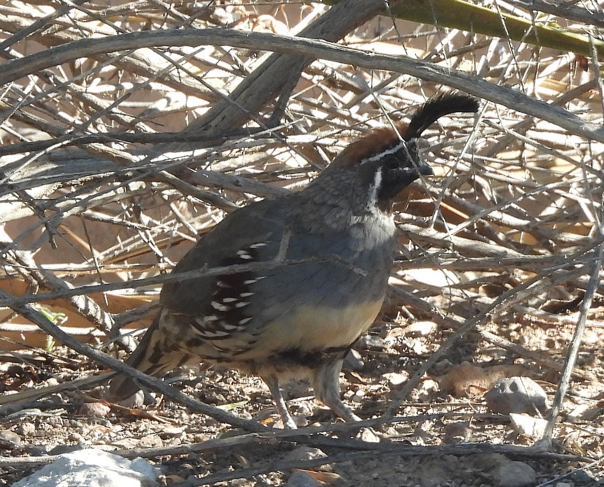 Gambel's Quail - ML623366795