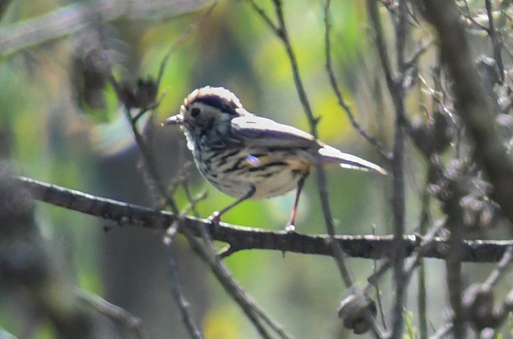 Speckled Warbler - ML623366851