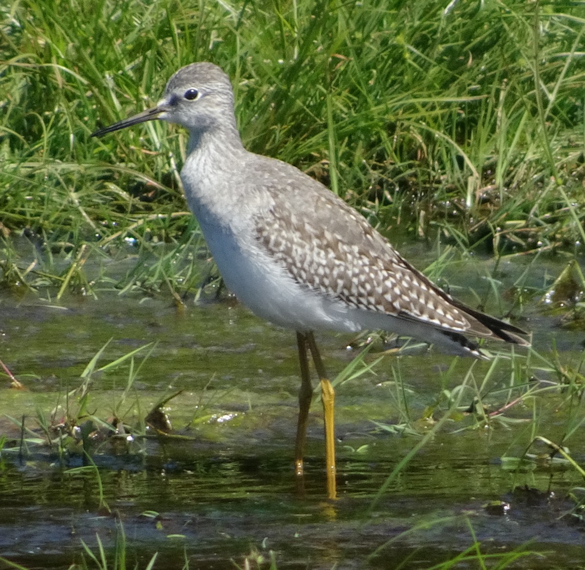 Lesser Yellowlegs - ML623366854