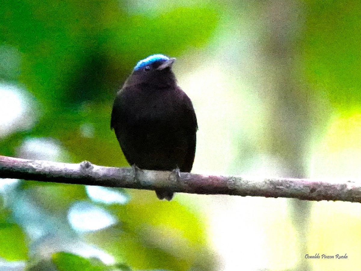 Blue-capped Manakin - Oswaldo Pinzon Rueda