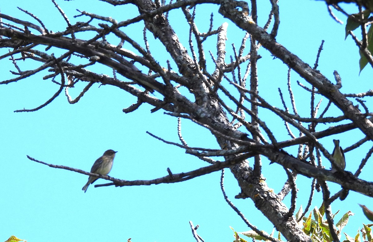 Yellow-rumped Warbler - ML623366910