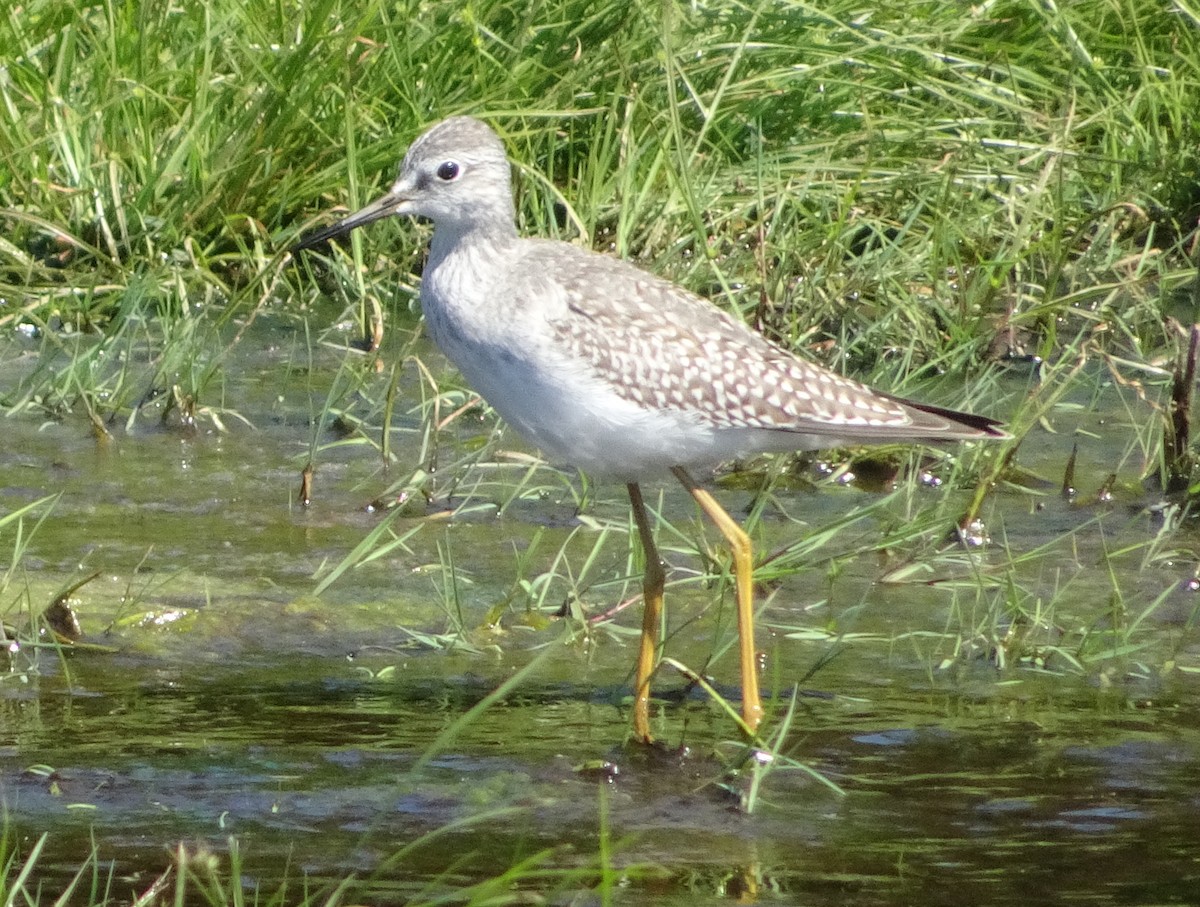 Lesser Yellowlegs - ML623366926