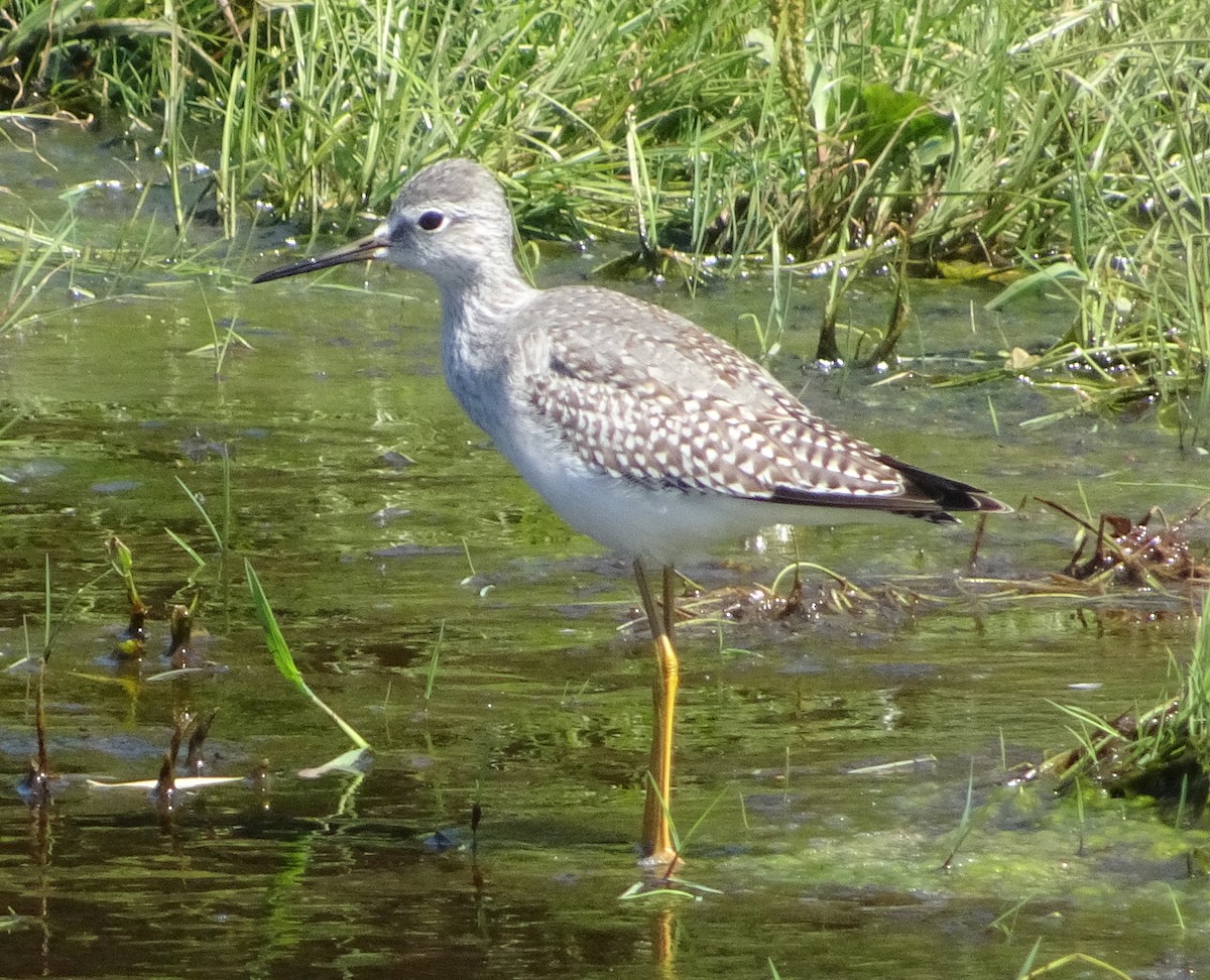 Lesser Yellowlegs - ML623366927