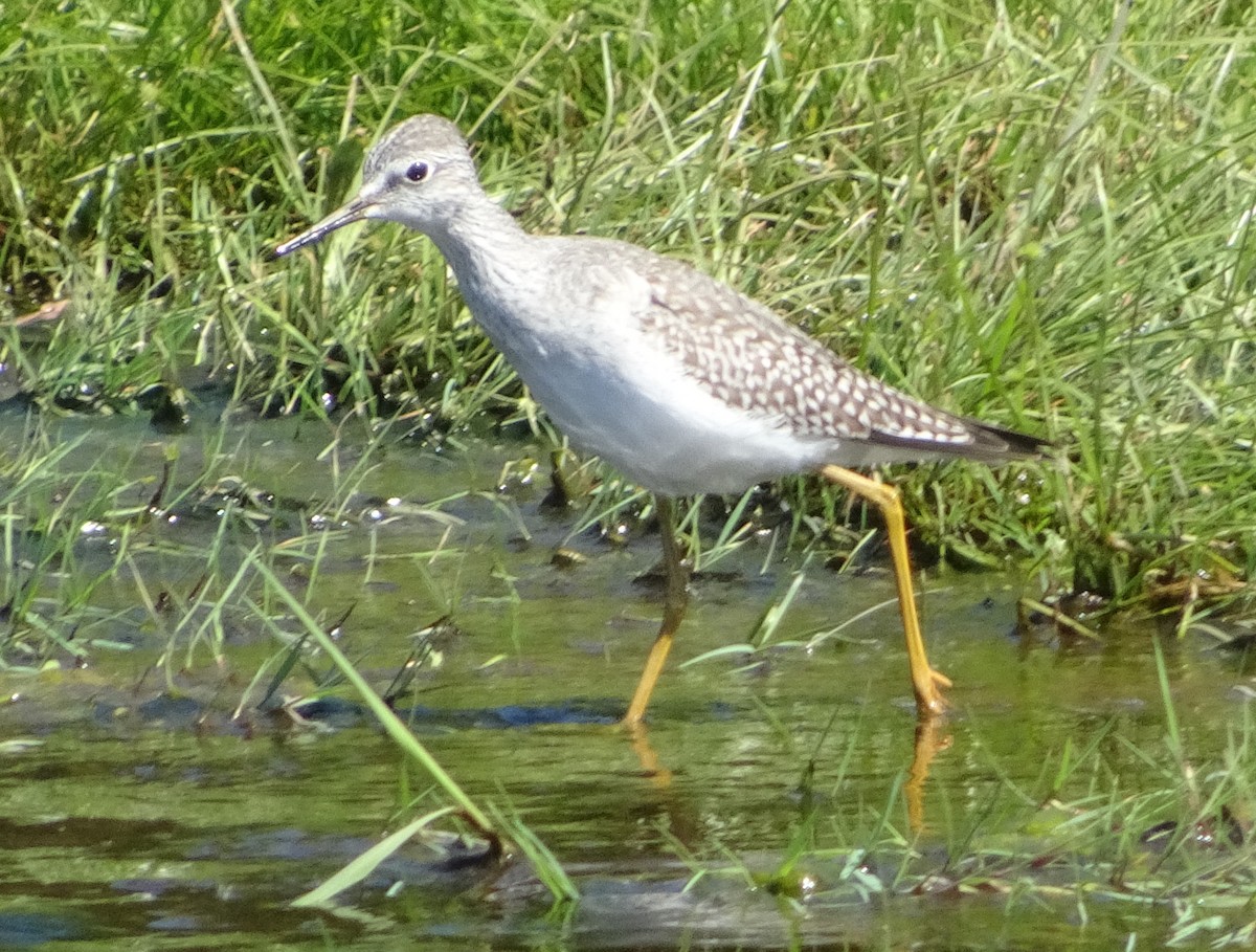 Lesser Yellowlegs - ML623366941