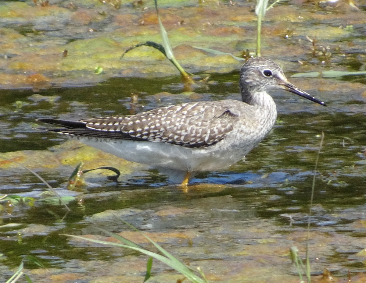 Lesser Yellowlegs - ML623366949