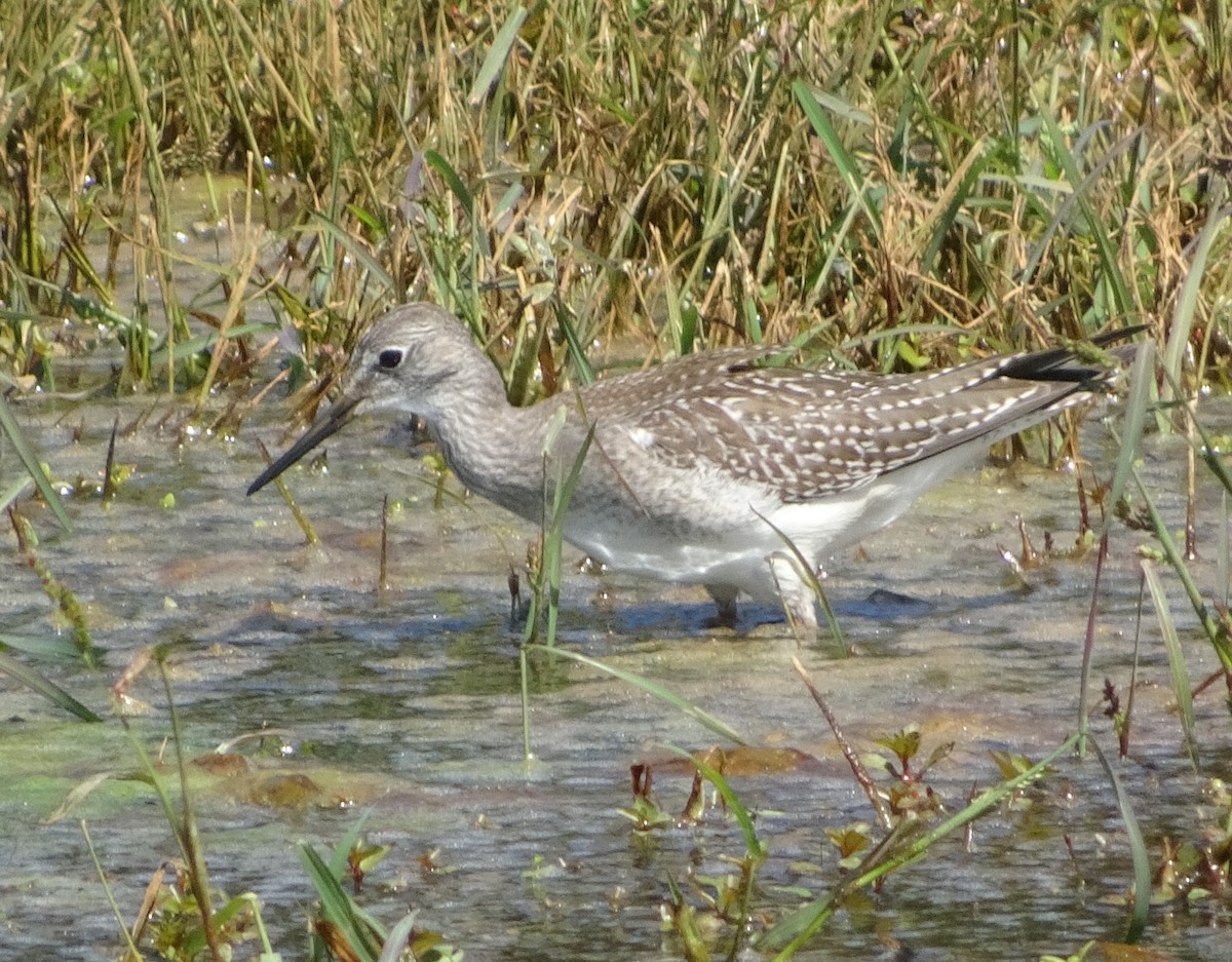 Lesser Yellowlegs - ML623366951