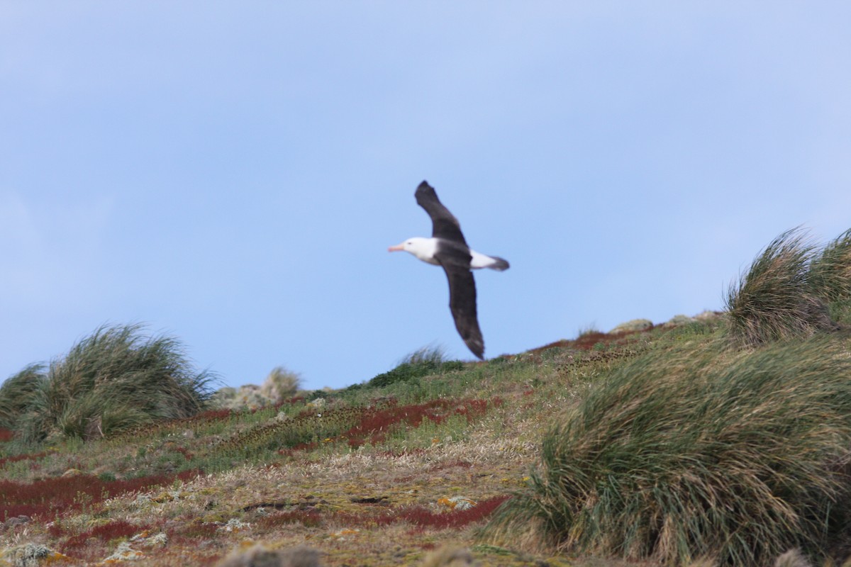 Black-browed Albatross (Black-browed) - David Vander Pluym