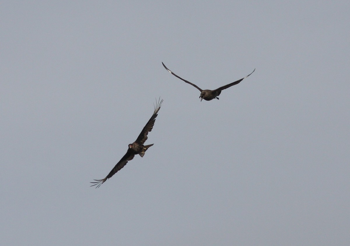 Striated Caracara - David Vander Pluym