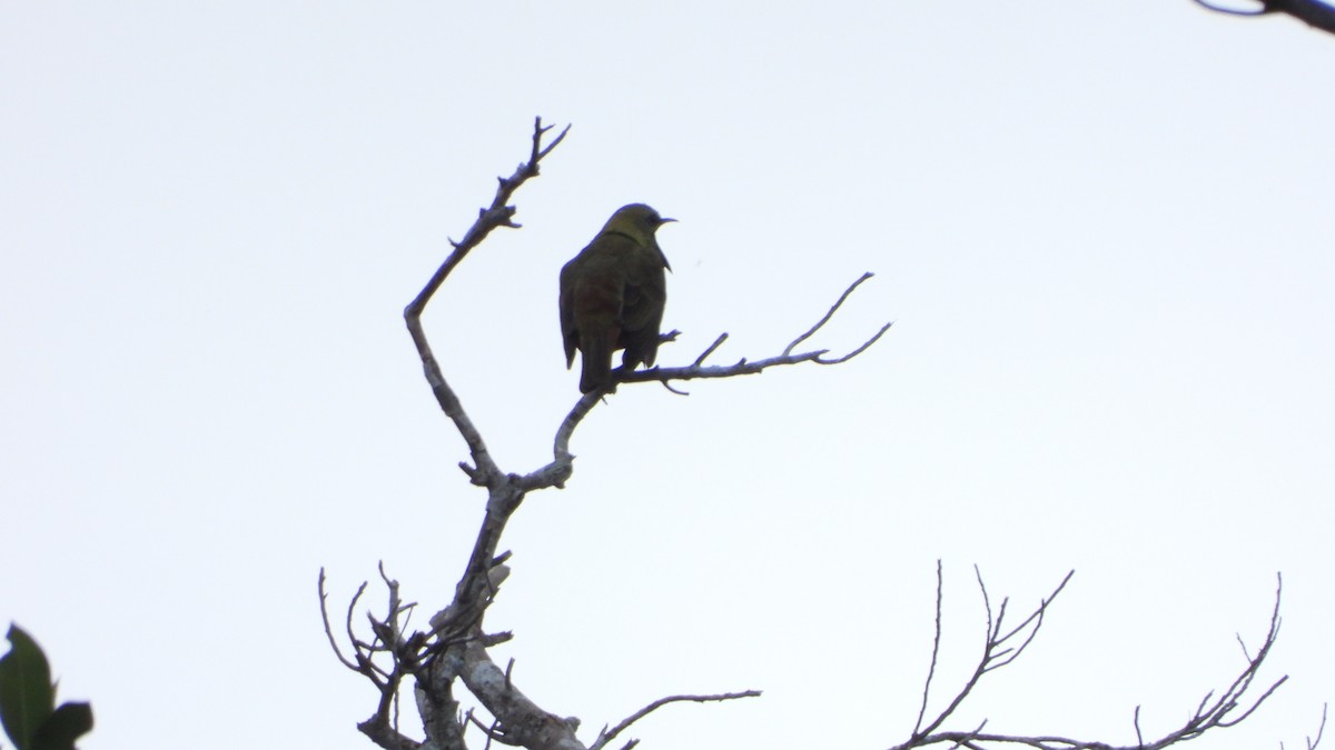 Three-wattled Bellbird - Wim Heylen