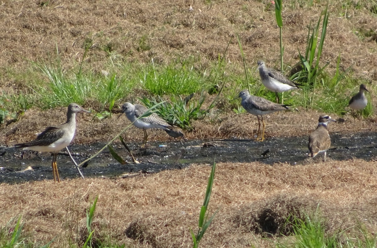 Lesser Yellowlegs - ML623367048