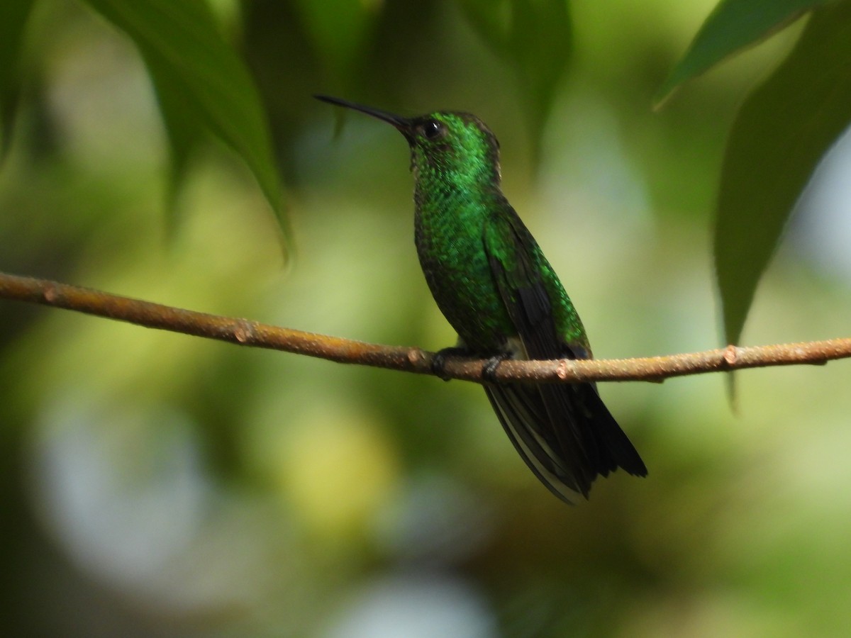 Steely-vented Hummingbird - ML623367064