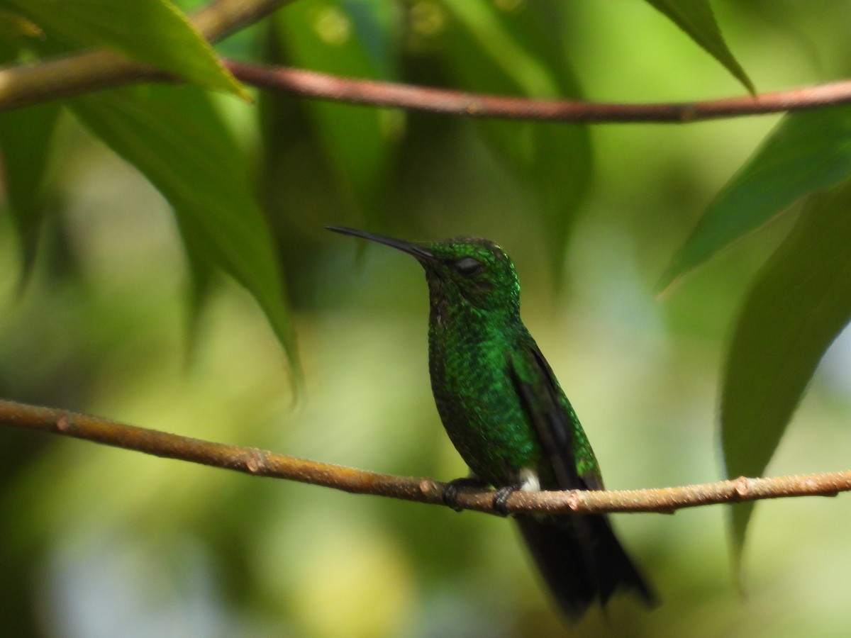 Steely-vented Hummingbird - ML623367065