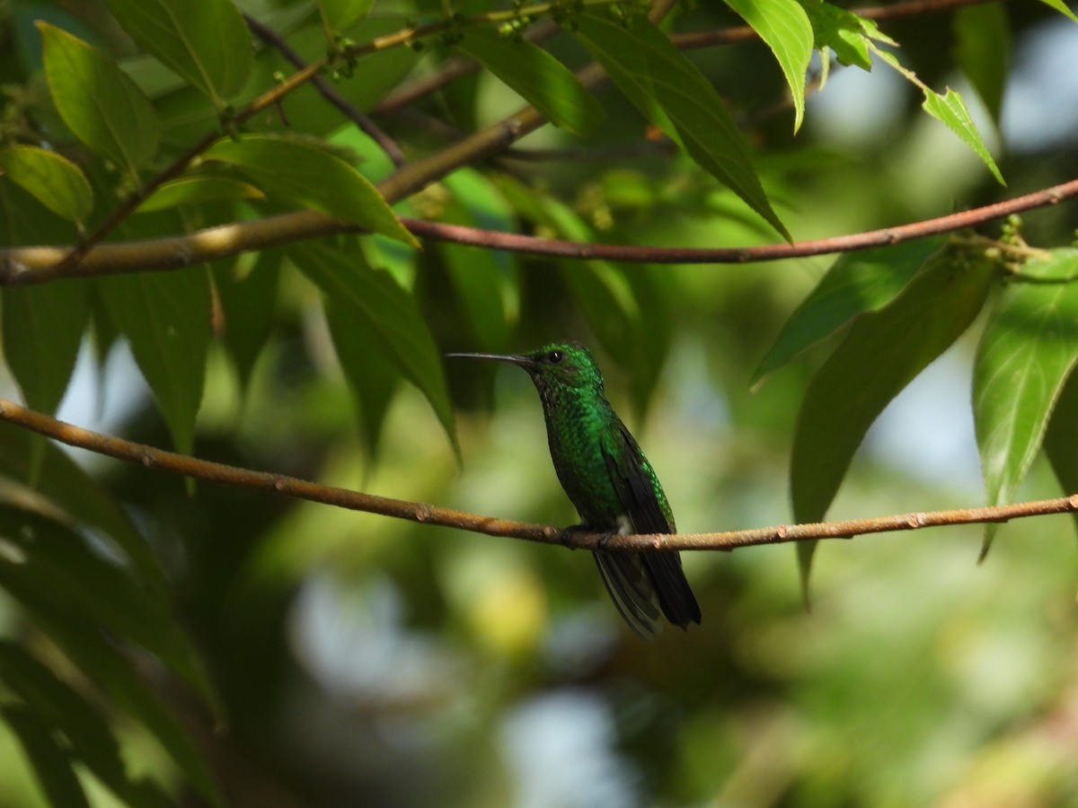 Steely-vented Hummingbird - ML623367066