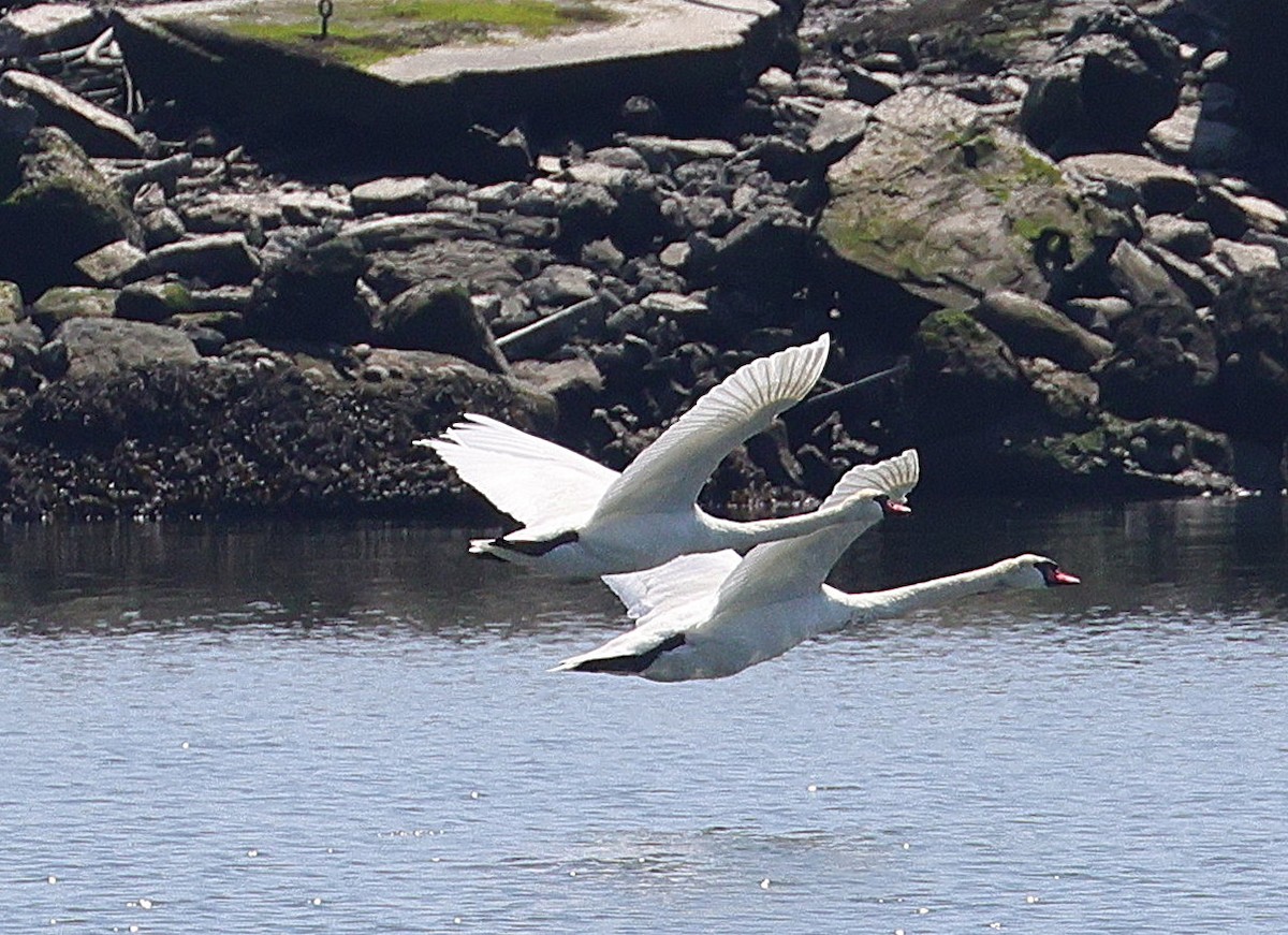 Cygne tuberculé - ML623367084
