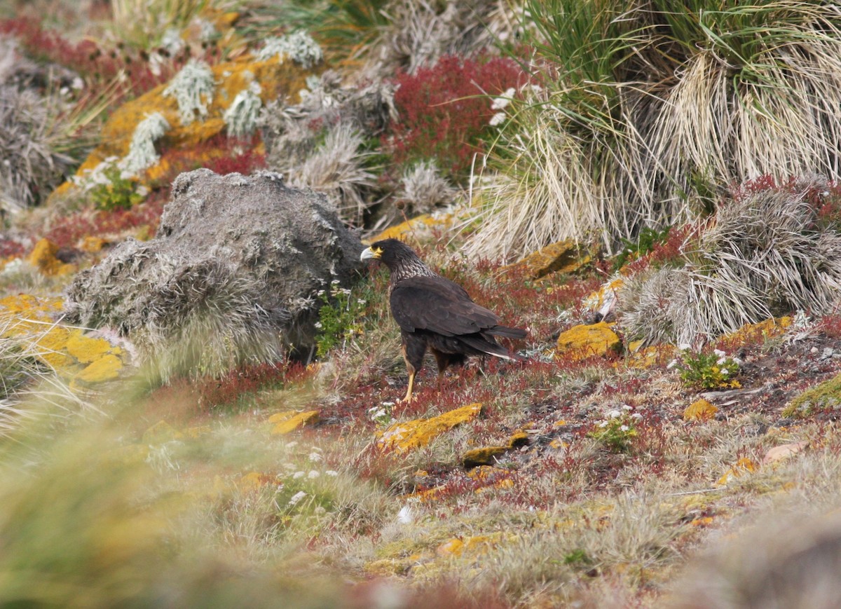 Striated Caracara - David Vander Pluym