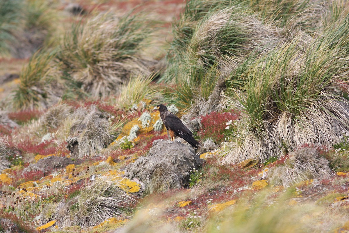 Striated Caracara - David Vander Pluym