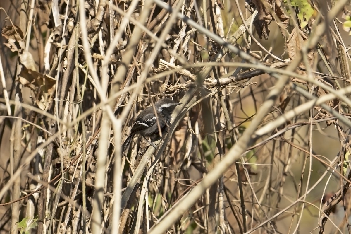 Black-bellied Antwren - ML623367119