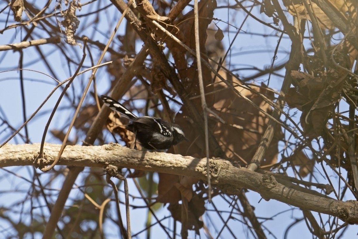 Black-bellied Antwren - ML623367120