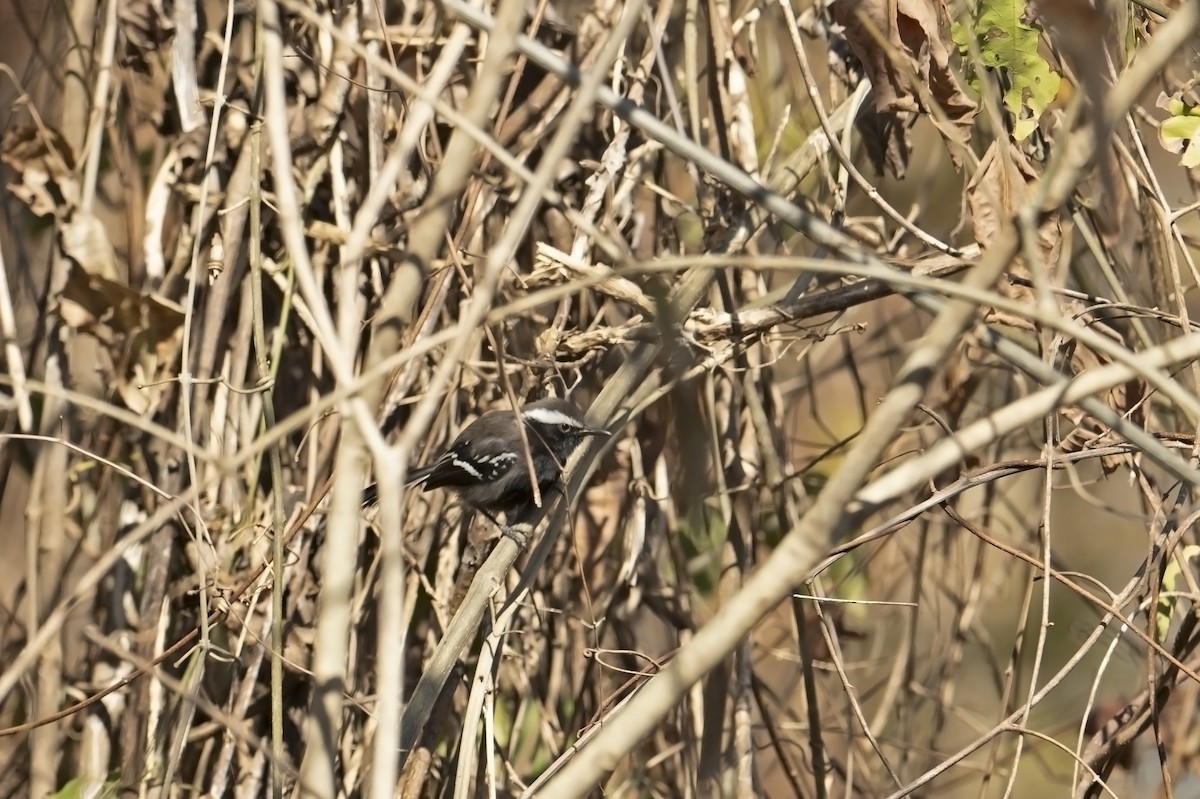 Black-bellied Antwren - ML623367121