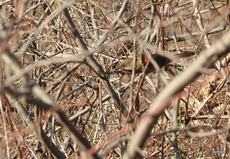 Red-shouldered Spinetail - ML623367195