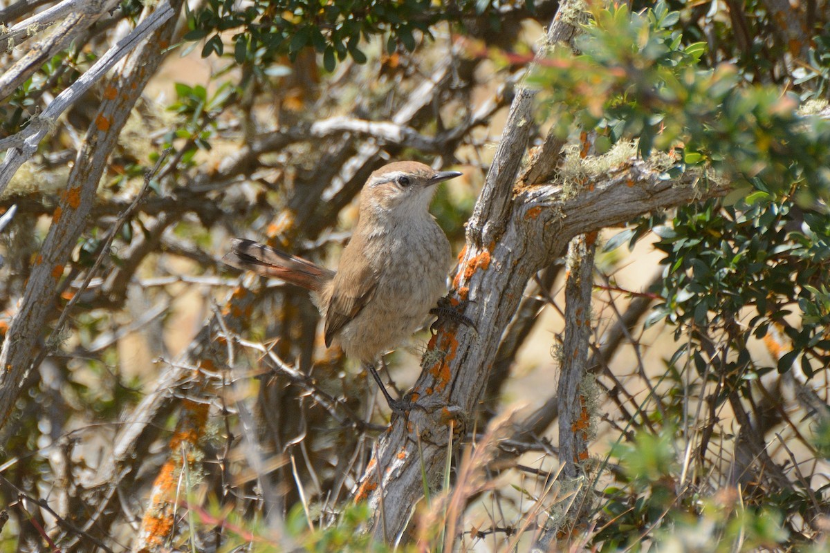 ヒトリカマドドリ - ML623367272