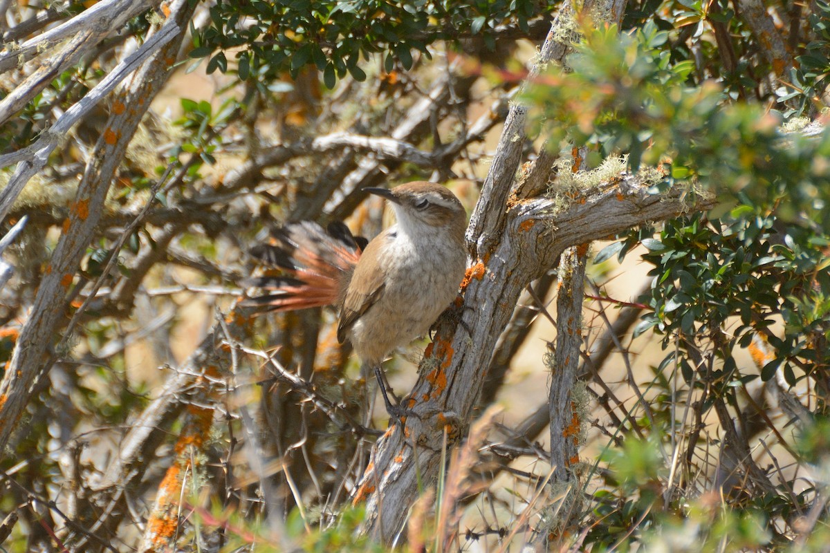 ヒトリカマドドリ - ML623367275