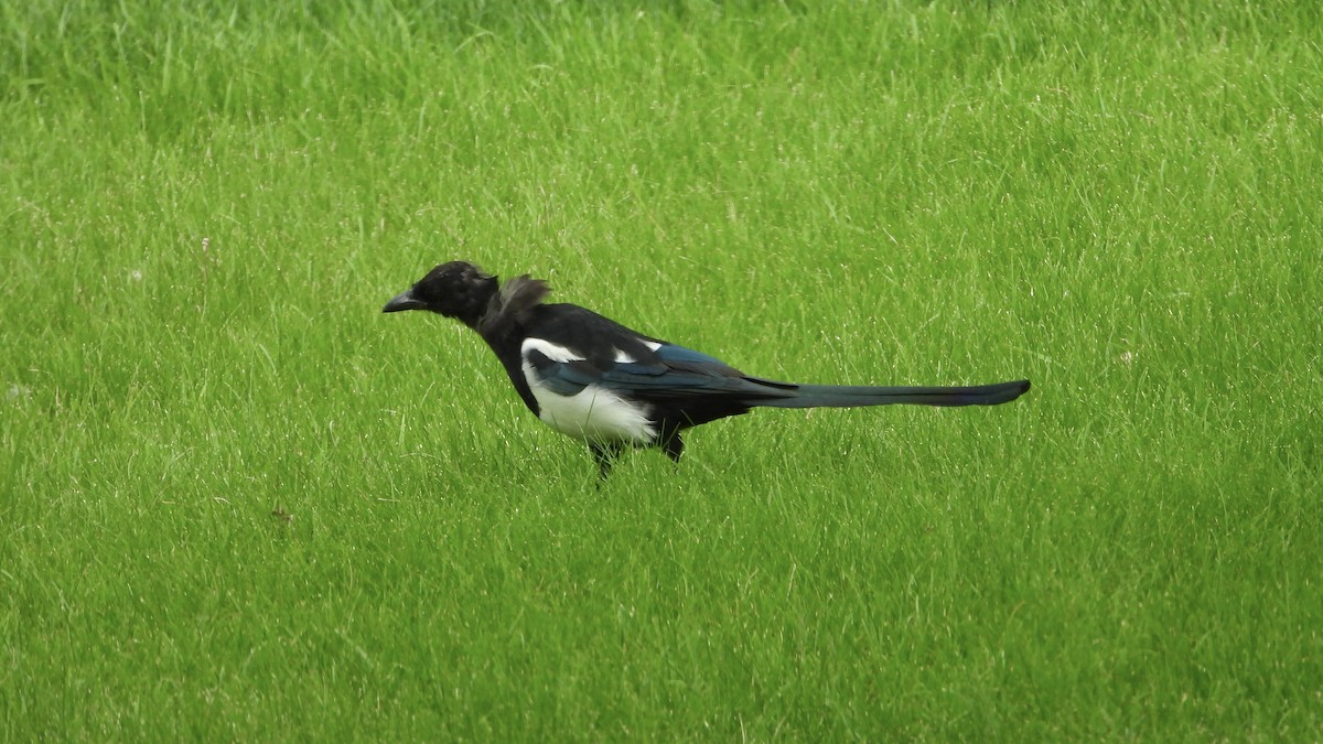 Black-billed Magpie - ML623367298