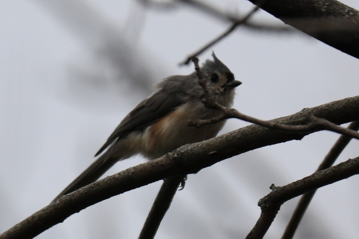 Tufted Titmouse - ML623367321